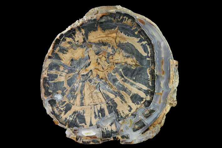 Petrified Wood (Schinoxylon) Round - Blue Forest, Wyoming #144683